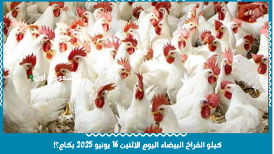 كيلو الفراخ البيضاء اليوم الاثنين 16 يونيو 2025 بكام؟!